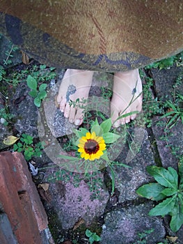 Flower blooming through cracks of cement