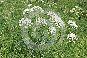 Flower: Blooming Hemlock photo