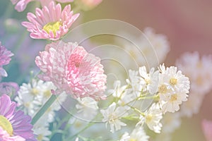 Flower blooming in pastel color style