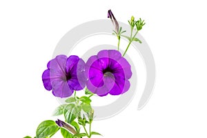 Flower blooming petunia