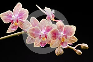 Flower of blooming phalaenopsis orchid