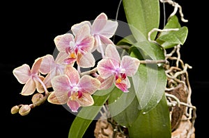Flower of blooming phalaenopsis orchid