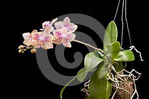 Flower of blooming phalaenopsis orchid