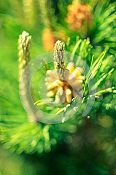 Flower blooming pine at spring