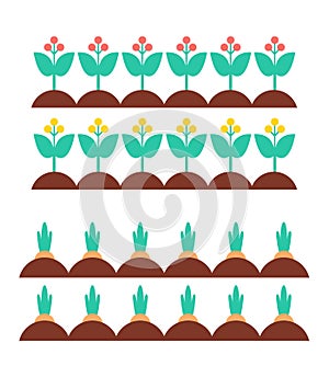 Flower Blooming Plants Carrot Vector Illustration