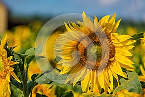 Flower of blooming sunflower, against the background of a moderate sky