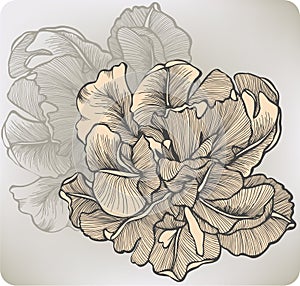 Flower blooming tulip, hand-drawing. Vector illust