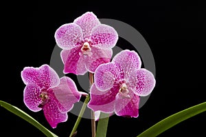 Flower of blooming vanda orchid