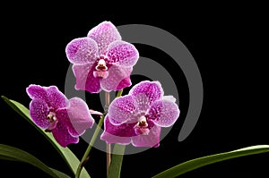Flower of blooming vanda orchid