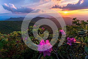 Flower blooms in the Blue Ridge Mountains