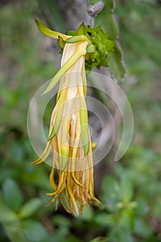 Flower blooms of dragon fruit hylocereus cactaceae.