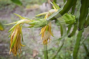 Flower blooms of dragon fruit hylocereus cactaceae.