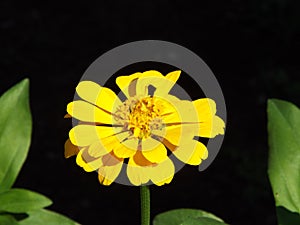 Flower blossom with black background