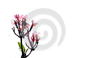 Plumeria flower blossom on white  background for green foliage backdrop