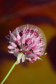 Flower blossom close up botanical modern background allium acutiflorum family amaryllidaceae big size high quality print