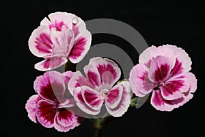 Flower blossom close up dianthus caryophyllus family caryophyllaceae modern background high quality big size print