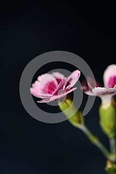 Flower blossom close up dianthus caryophyllus family caryophyllaceae modern background high quality big size print