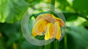 Flower or blossom field pumpkin Cucurbita pepo bio organic orange Hokkaido squash crops before harvesting, gourds