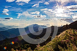 Flower blossom in the Hehuanshan mountain