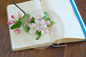 Flower blossom lyrics diary