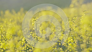 Flower Blossom Rapeseed Canola Agriculture Field. Blooming Rapeseed Field