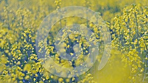 Flower Blossom Rapeseed Canola Agriculture Field. Blooming Rapeseed Field