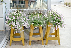 Flower blossom on yellow chair