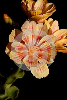 Flower blossoming close up modern botanical background lewisia cotyledon family montiaceae big size high quality print home photo