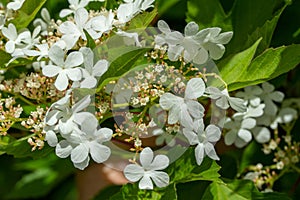 Flower blossoms and buds on a compact cranberry bush