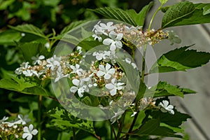 Flower blossoms and buds on a compact cranberry bush