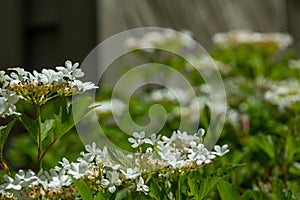 Flower blossoms and buds on a compact cranberry bush