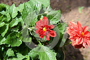 Flower Blossoms with Water Drops on the Petals