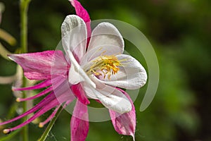 Flower of blue aquilegia, columbine close up