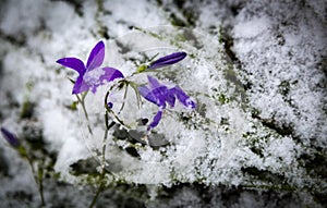 A flower, a blue bell, was taken prisoner due to the unexpectedly falling snow.