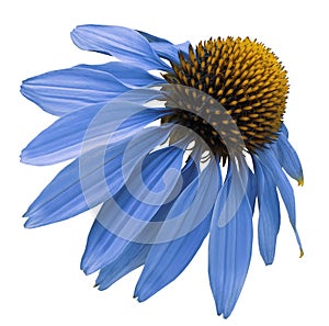 Flower blue Chamomile on white isolated background with clipping path. Daisy blue[yellow for design. Closeup no shadows.