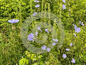Flower of blue chicory plant blooming in field