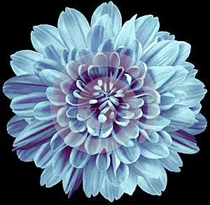 Flower blue chrysanthemum . Flower isolated on the black background. No shadows with clipping path. Close-up.