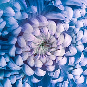 Flower blue chrysanthemum . Flower isolated on a white background. No shadows with clipping path. Close-up.