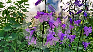 Flower blue flora mini 10.07.19