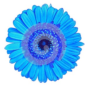 Flower blue Gerbera isolated on white background. Close-up. Element of design