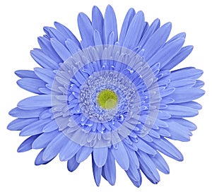 flower blue gerbera, white isolated background with clipping path. Closeup. no shadows. For design.