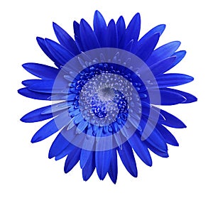 flower Blue gerbera on white isolated background with clipping path. Closeup. no shadows. For design.