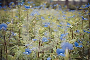 Flower (Blue Hawaii)
