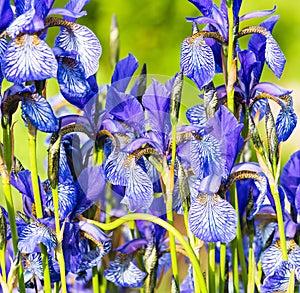 Flower blue iris