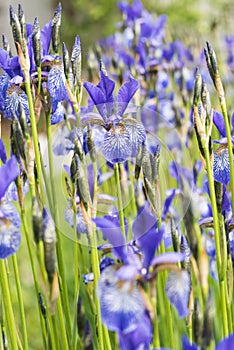 Flower blue iris