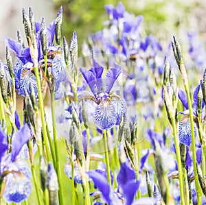 Flower blue iris