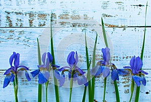 Flower Blue Iris on a light wooden background.