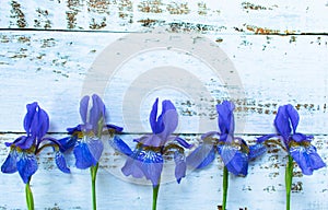 Flower Blue Iris on a light wooden background.