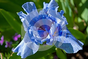 Flower blue iris