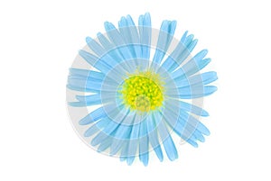 Flower blue isoalted photo
